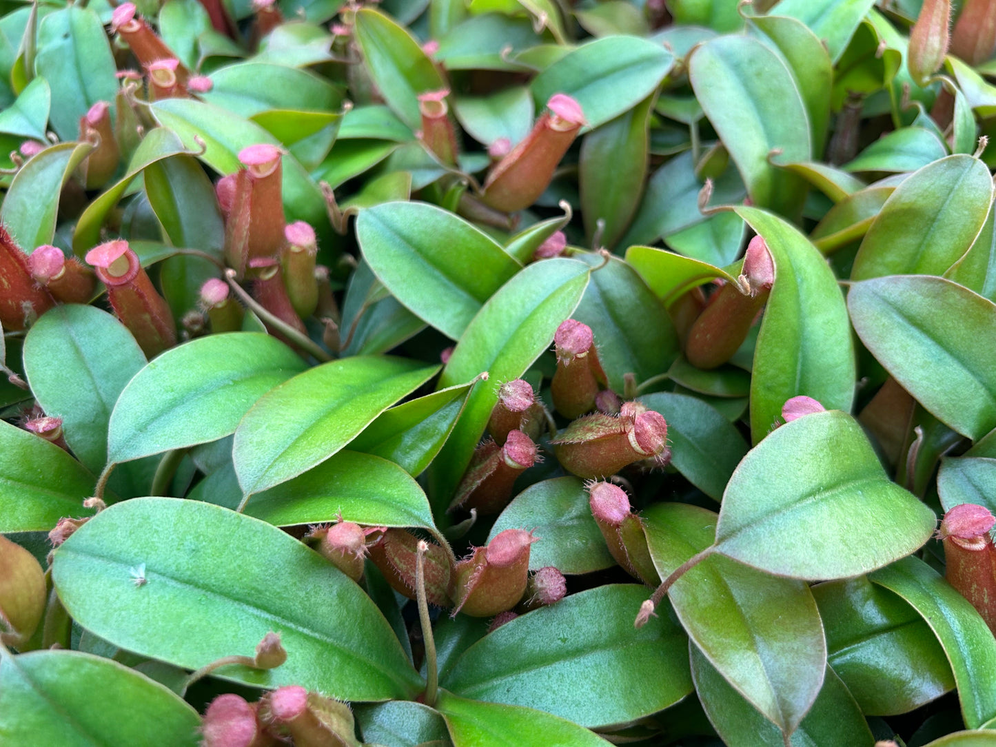 Nepenthes Pitcher Plant 'Bloody Mary' Starter Plug