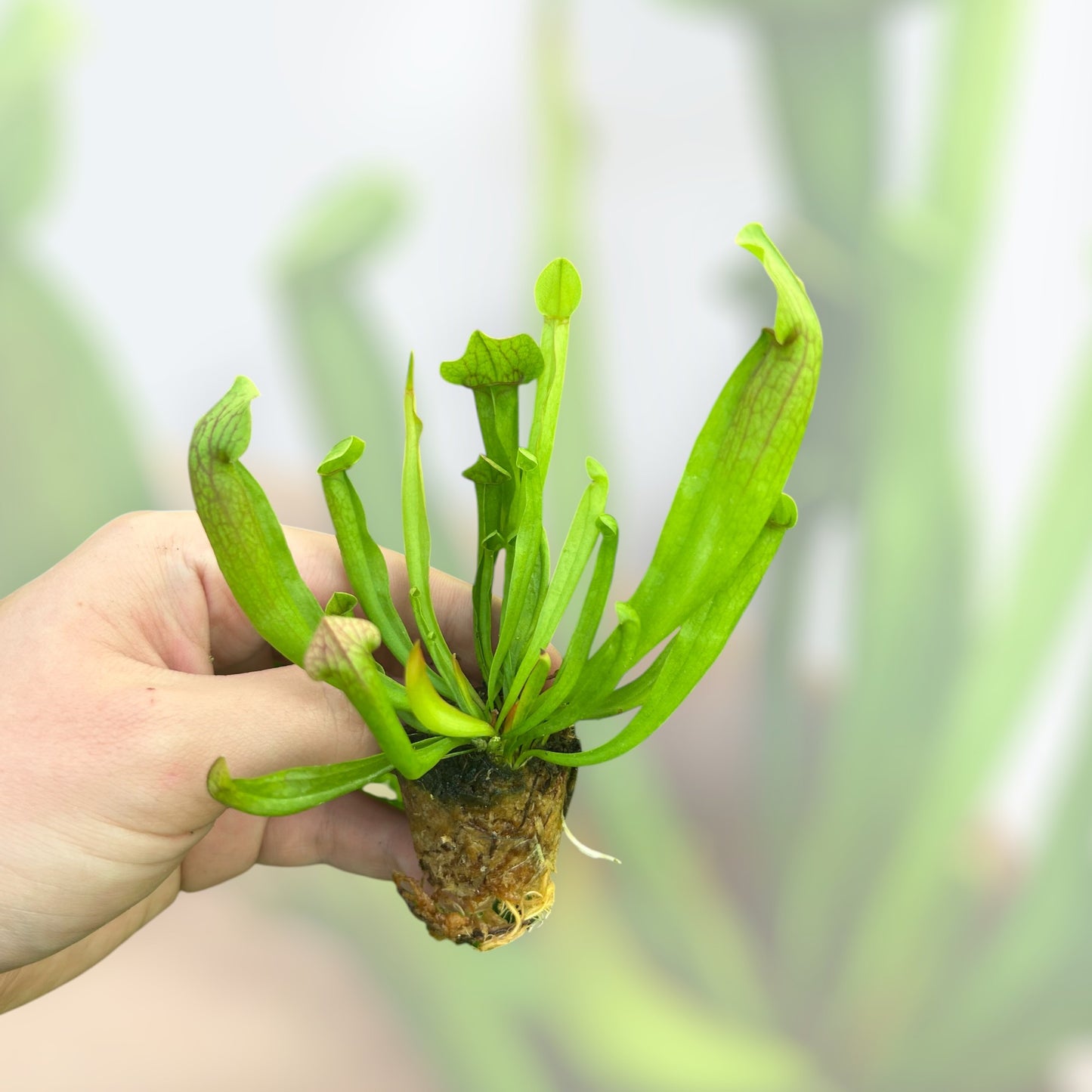 Sarracenia Pitcher Plant 'Maroon' Starter Plug