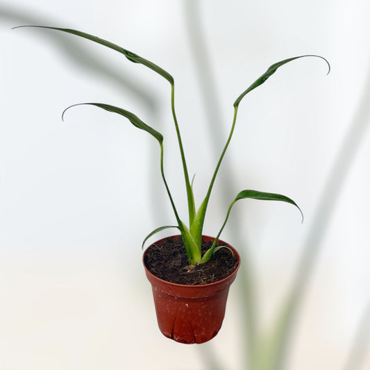 4" Philodendron 'Burle Marx Flame'