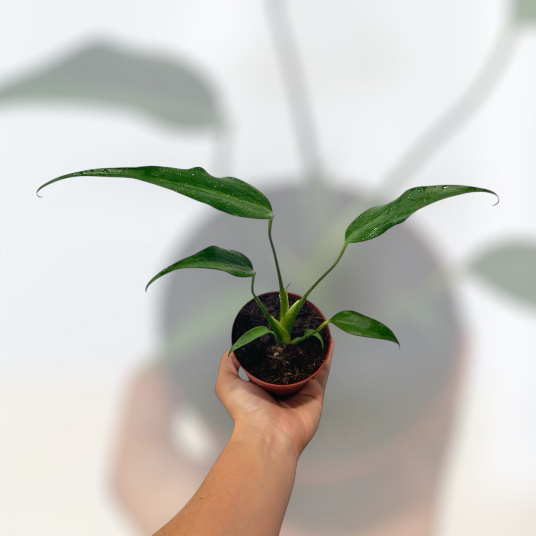 4 Philodendron Burle Marx Flame Down To Dirt Plants 4-philodendron-burle-marx-flame-down-to-dirt-plants