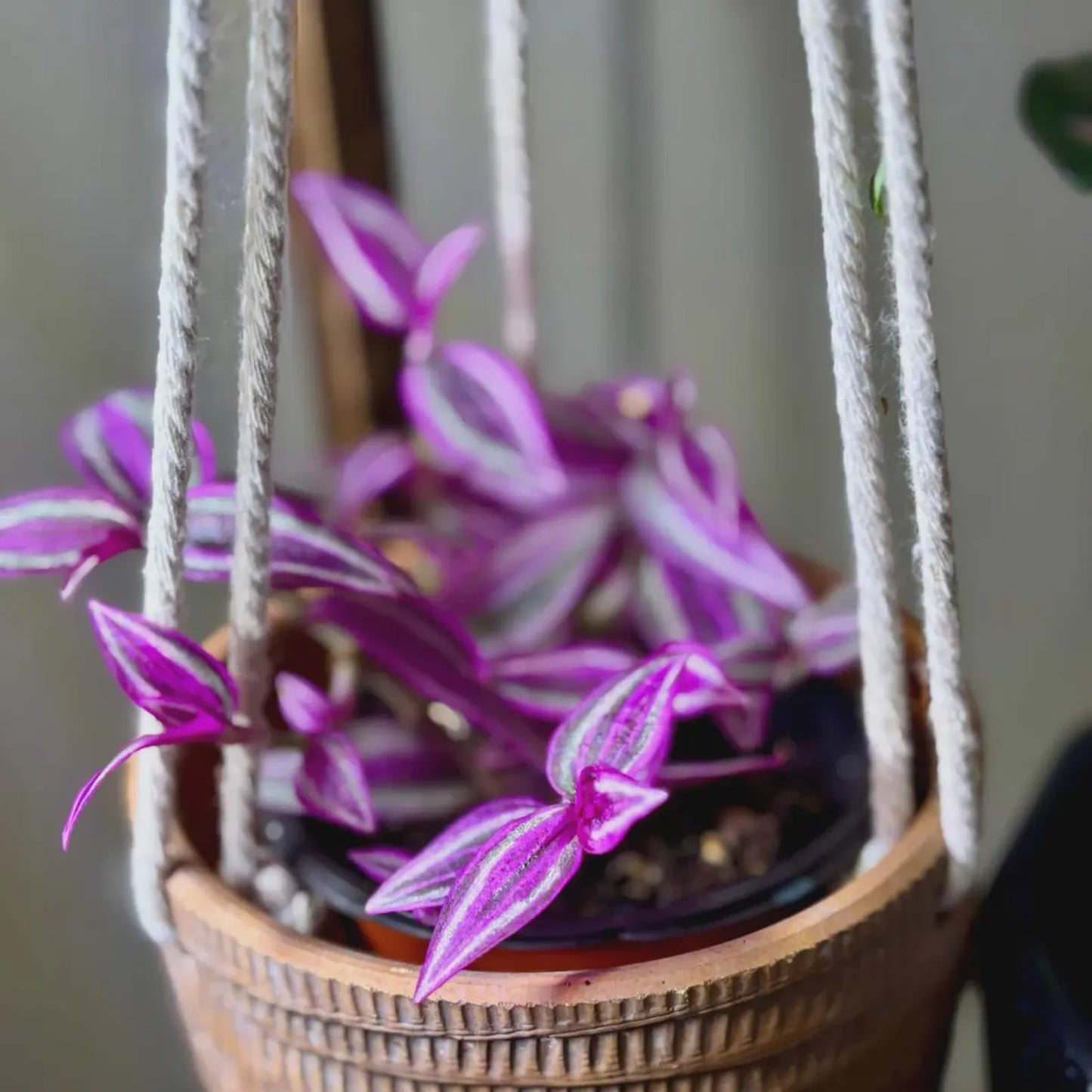 Tradescantia 'Pink Paradise' Starter Plug