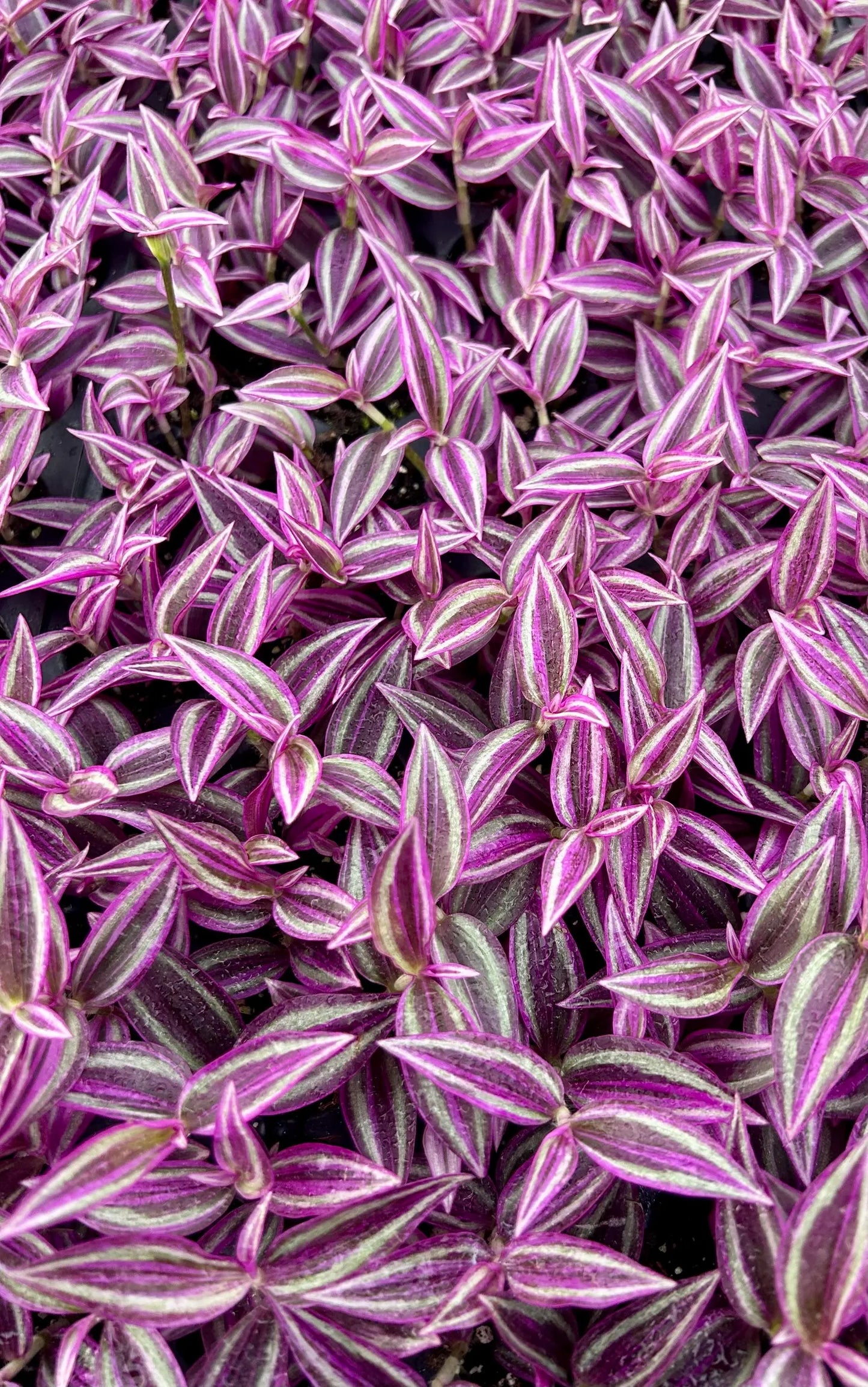 Tradescantia 'Pink Paradise' Starter Plug
