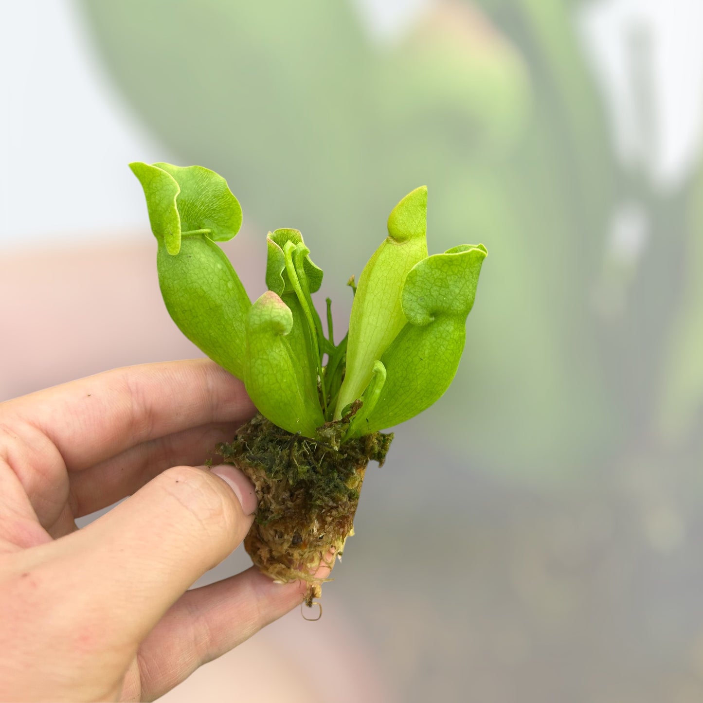 Sarracenia Pitcher Plant 'Purpurea' Starter Plug