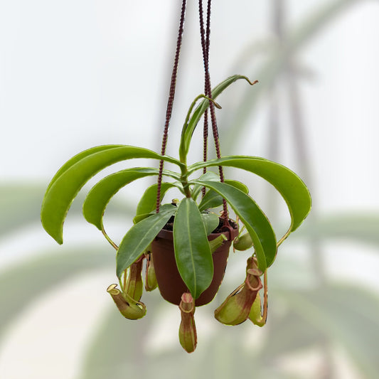 4" ‘Alata’ Nepenthes Hanging Basket